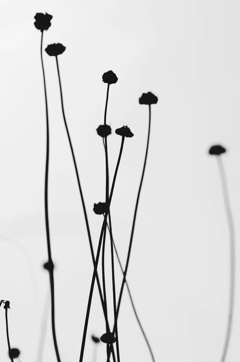 Tall thin stems against a pale wall