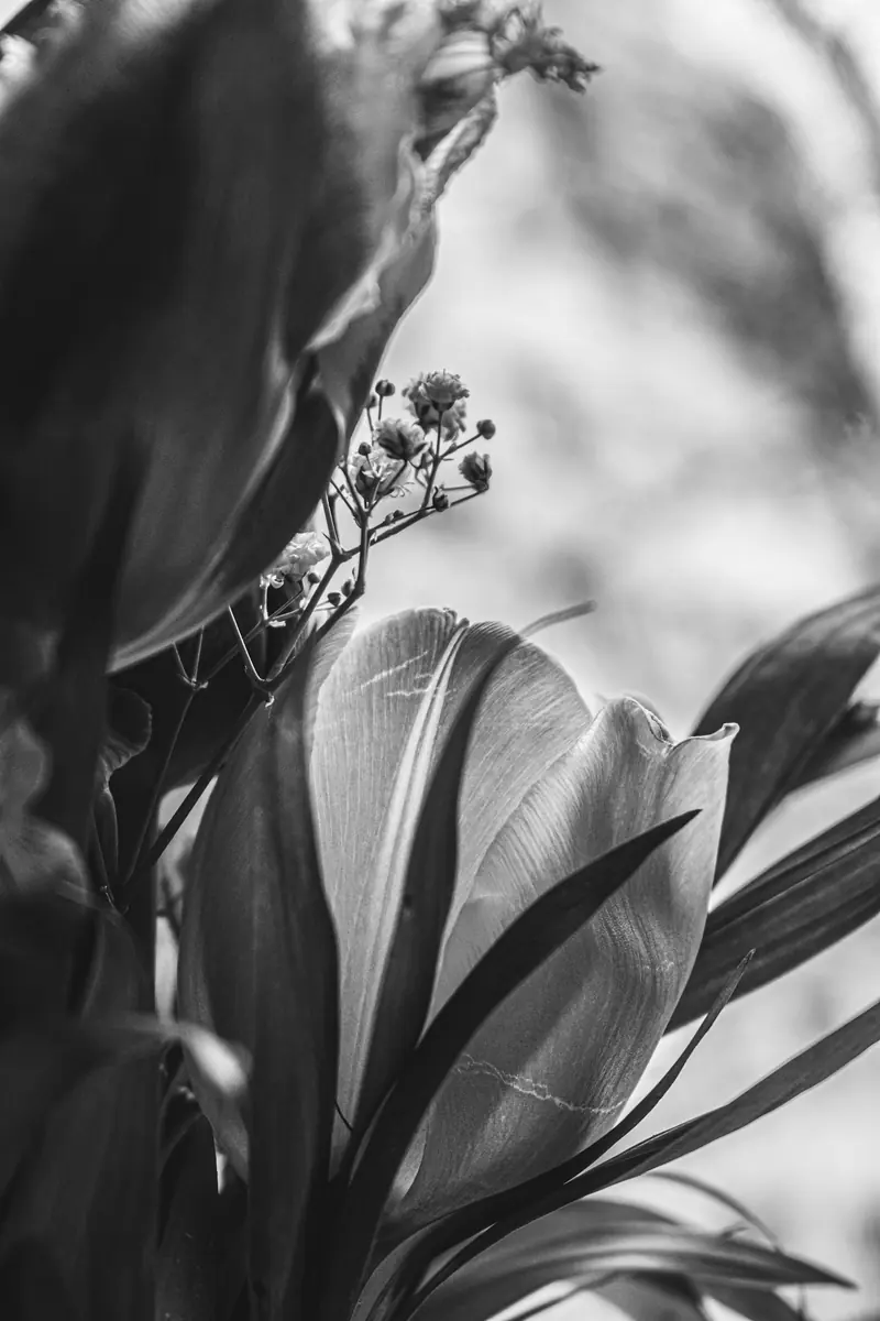 A close look at one open flower