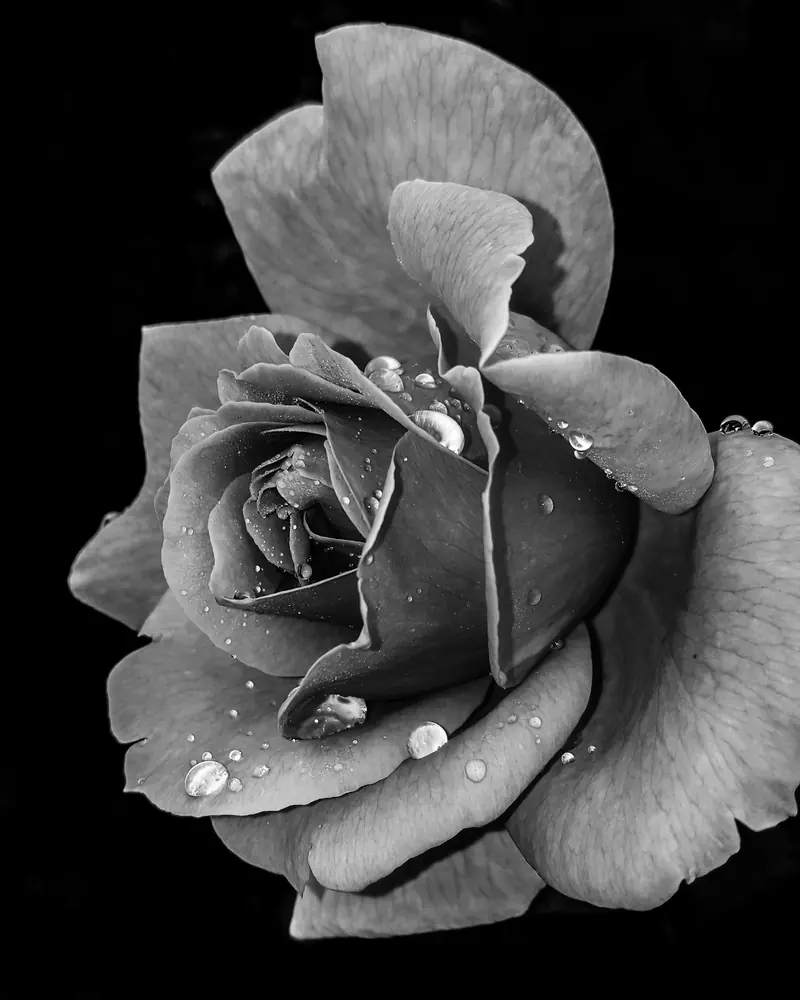 A rose with water drops