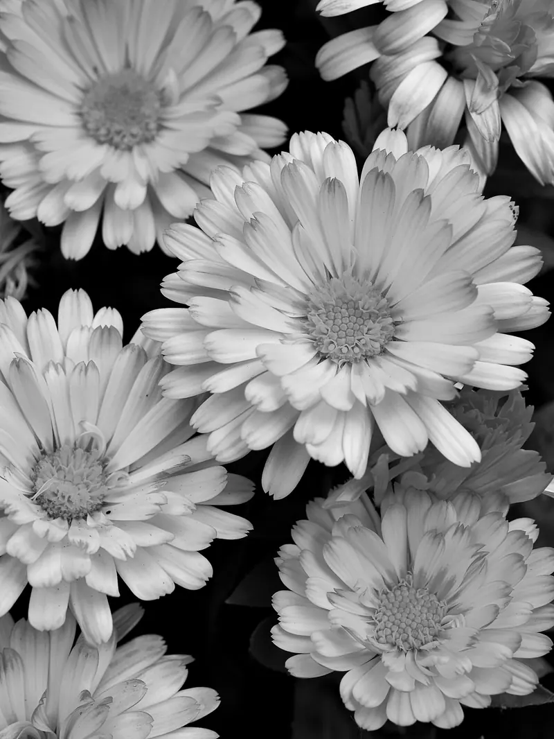 A bunch of daisies