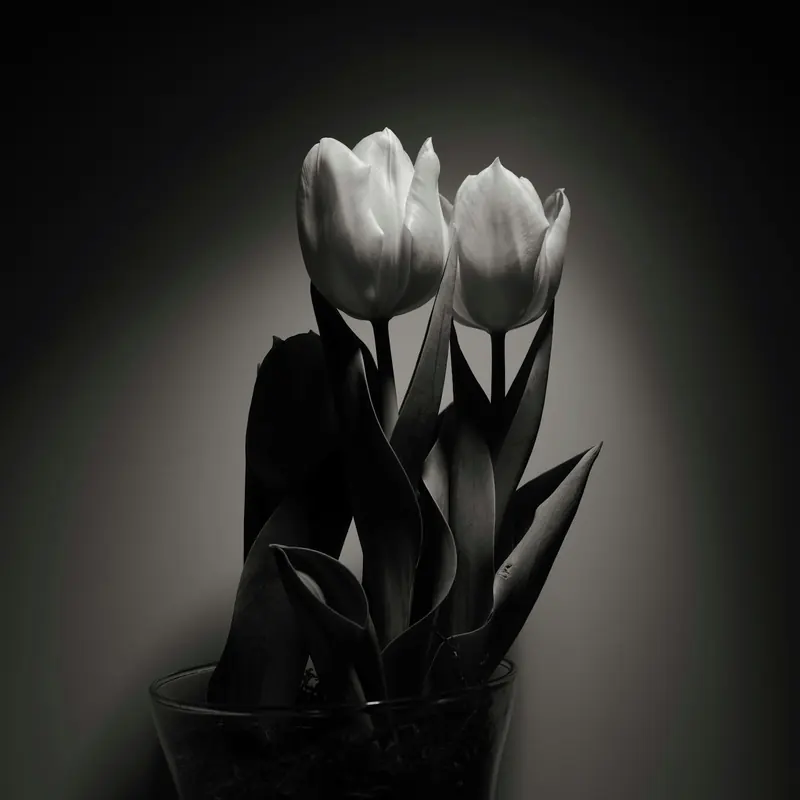 Two tulips in a vase