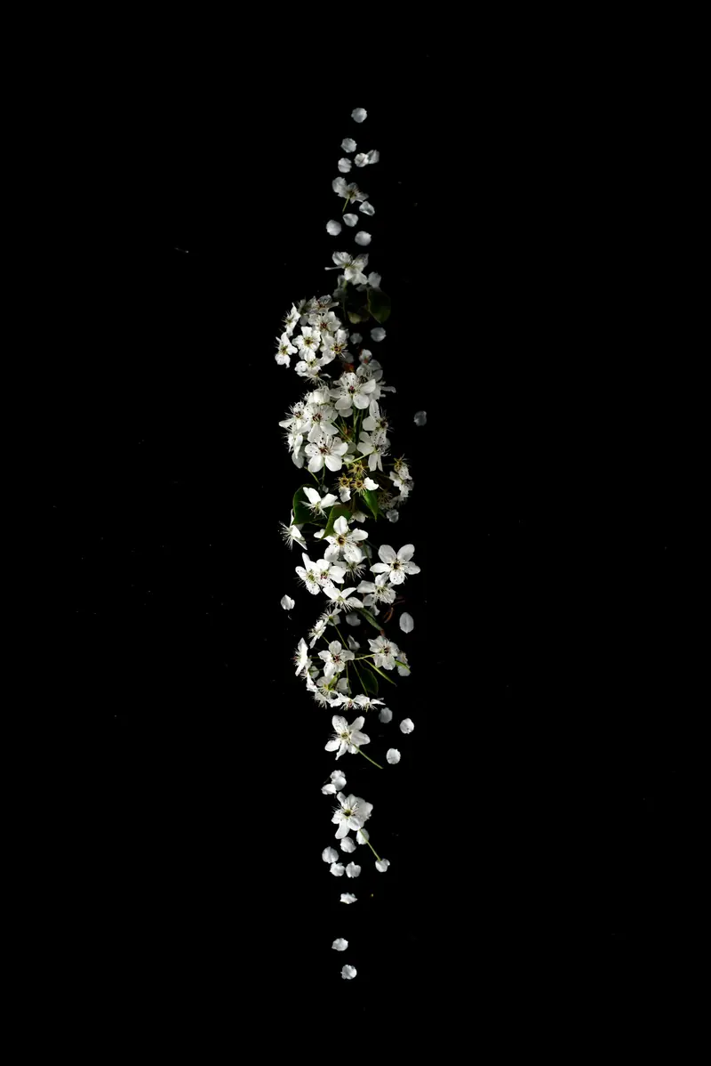 A thin stem of tiny white flowers