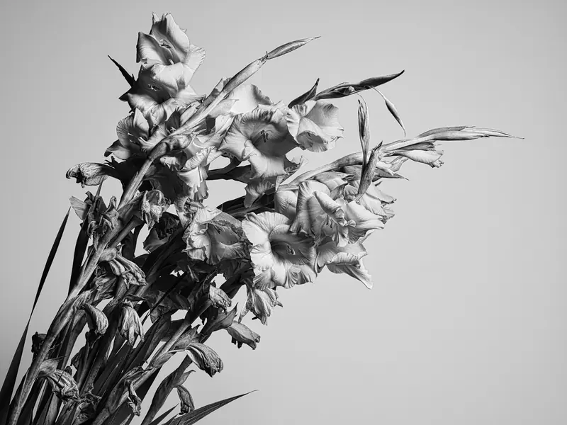 Gladiolus stems against a plain wall