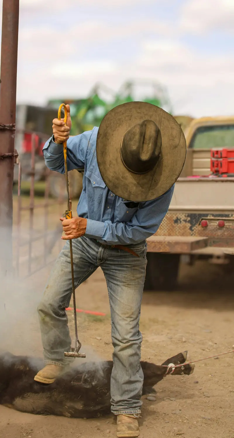 A cowboy branding a calf with a hot iron