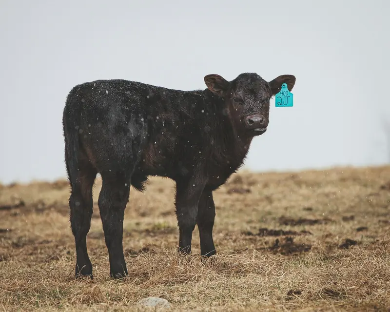 A young black bull with an ear tag on dry grass