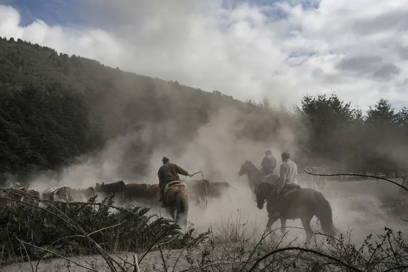 Riders pushing cattle through the dust below a timbered hillside
