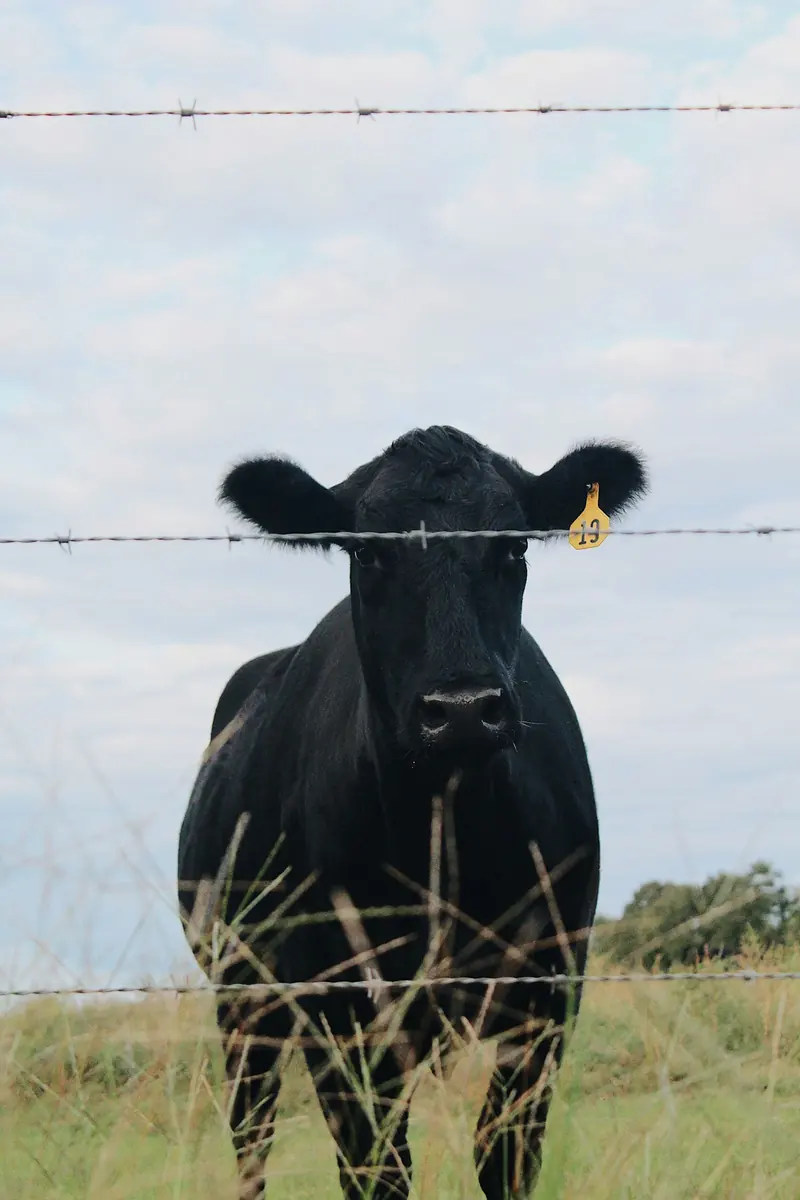 A black cow looking over a barbed wire fence
