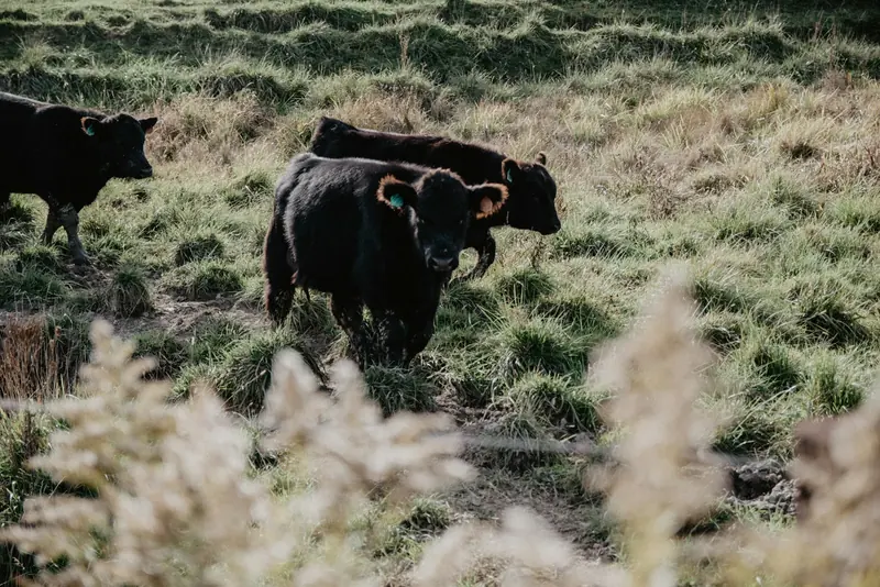 A small herd of black cattle in tall grass