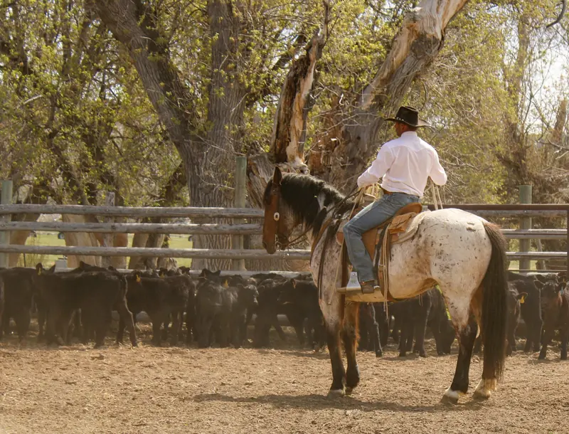 A cowboy on a gray horse working cattle in a corral