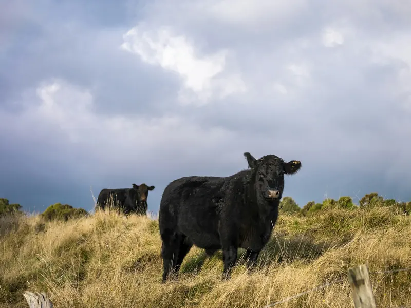 Two black cows on a dry hillside under a cloudy sky