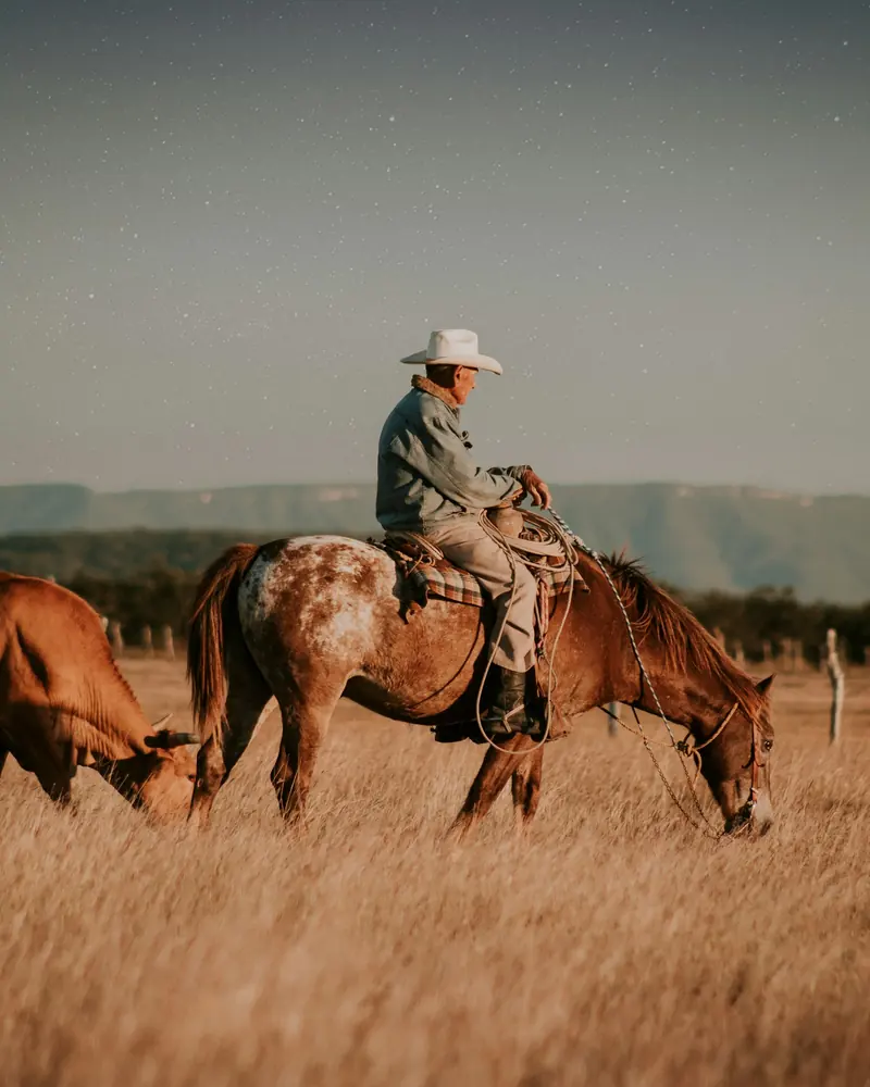 A rider on a spotted horse in tall golden grass