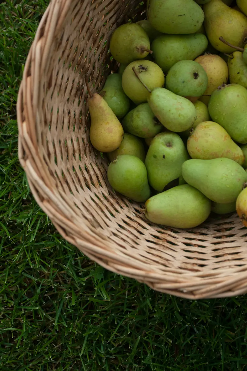 Green pears in a wicker basket
