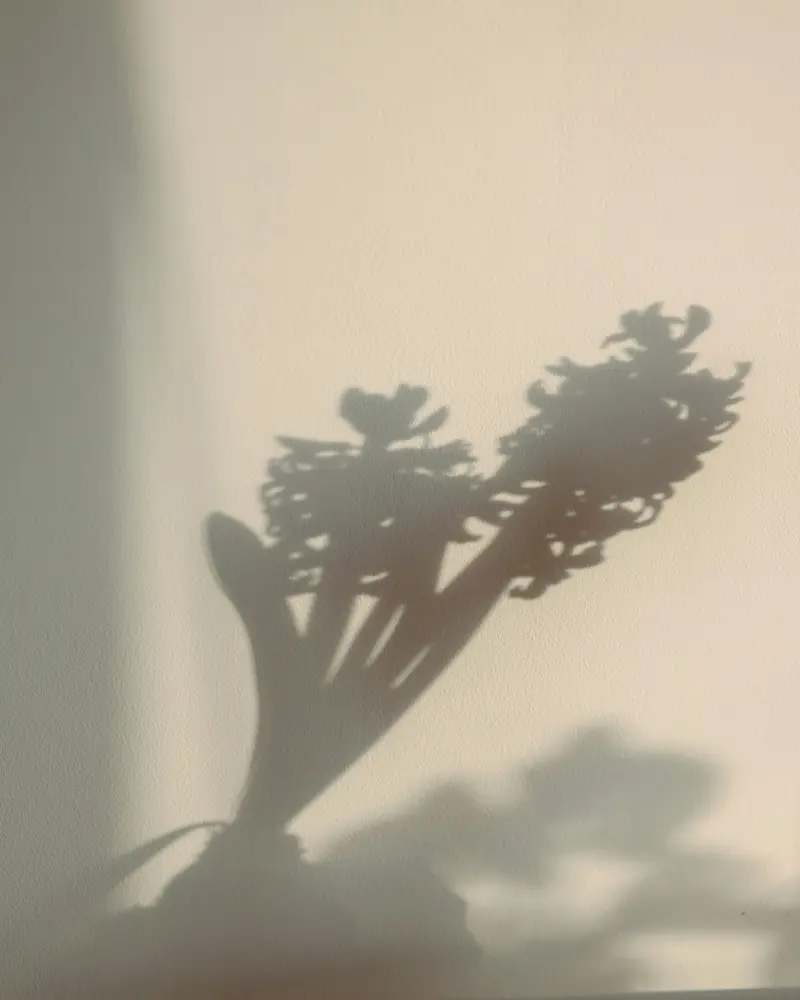 A plant's shadow on a warm wall