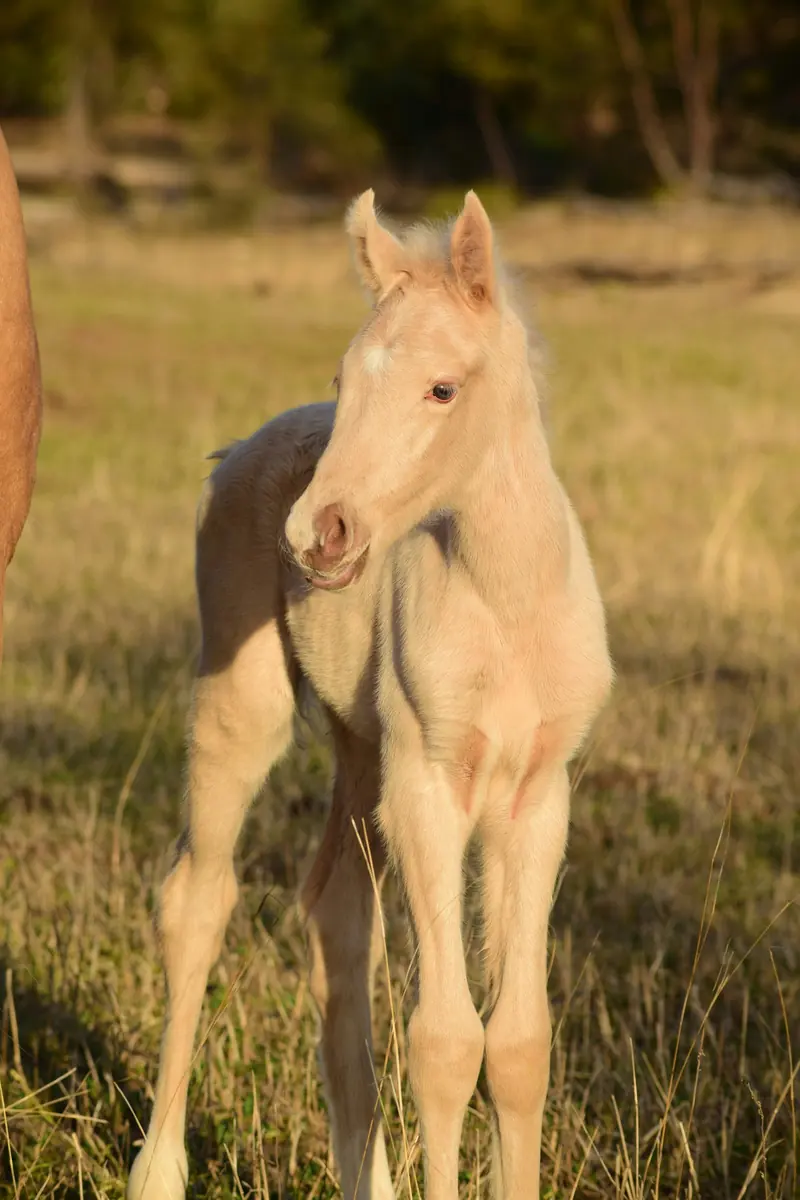 A cream colored foal in a sunlit pasture