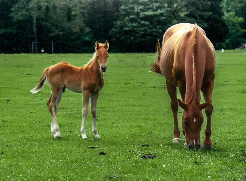 A young foal standing beside its grazing mother