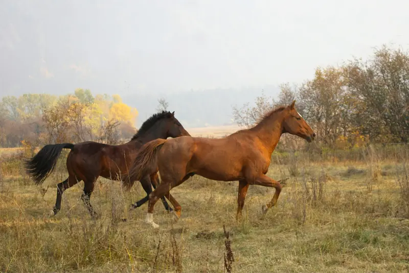Two horses loping across an autumn pasture