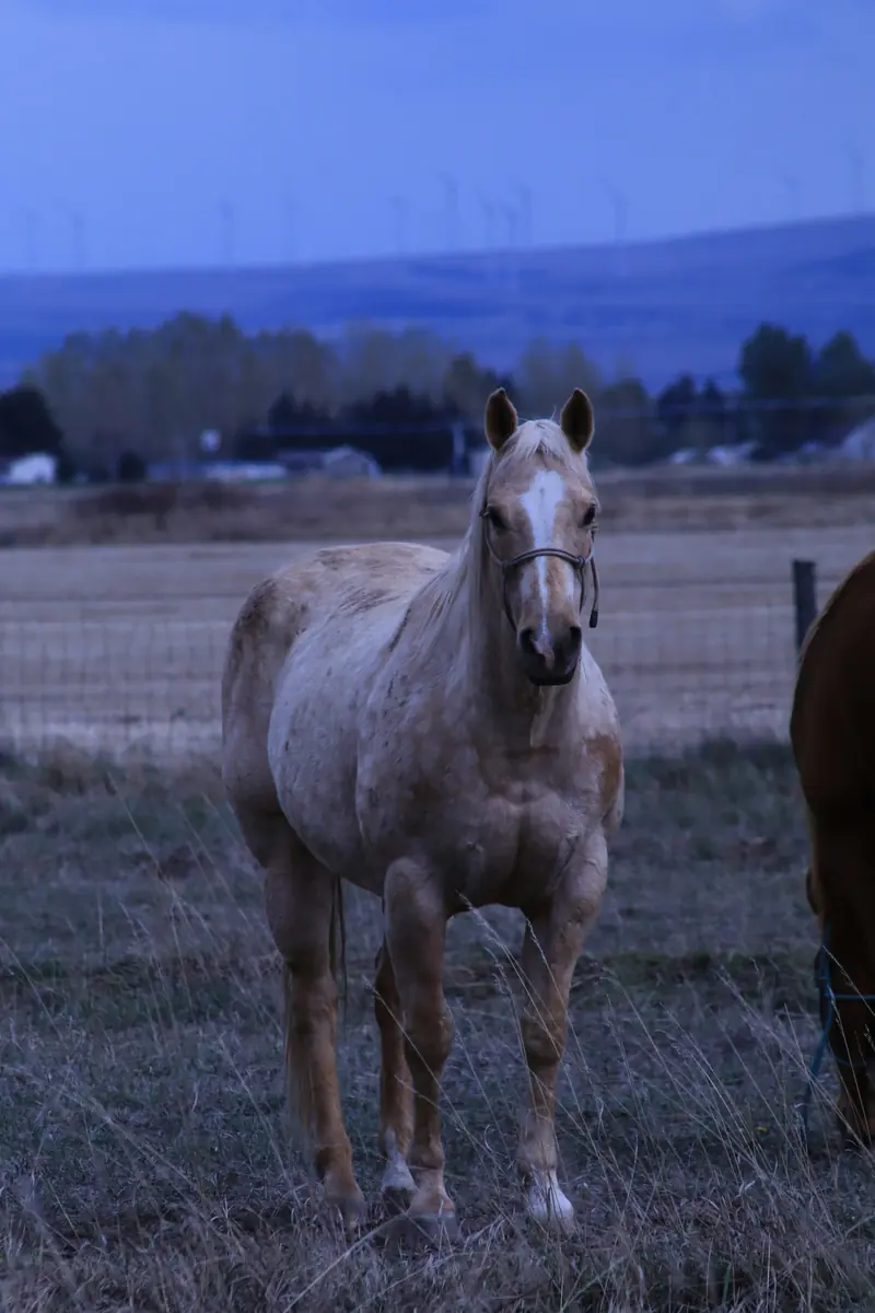 A palomino horse with a white blaze in a dry field