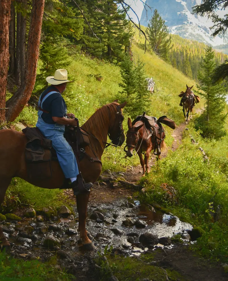 A rider on a bay horse crossing a creek in the timber