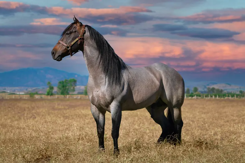 A blue roan horse in a leather halter in dry grass at dusk