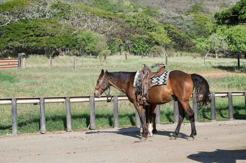 A saddled bay horse standing by a pole fence