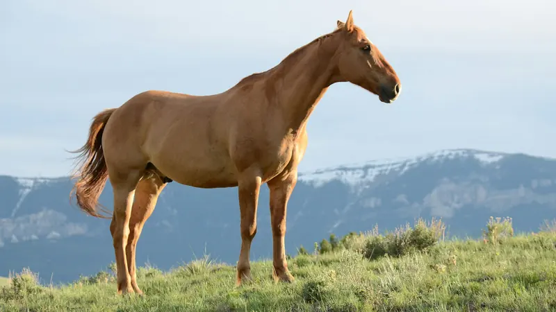 A sorrel horse standing on a green hill with mountains behind