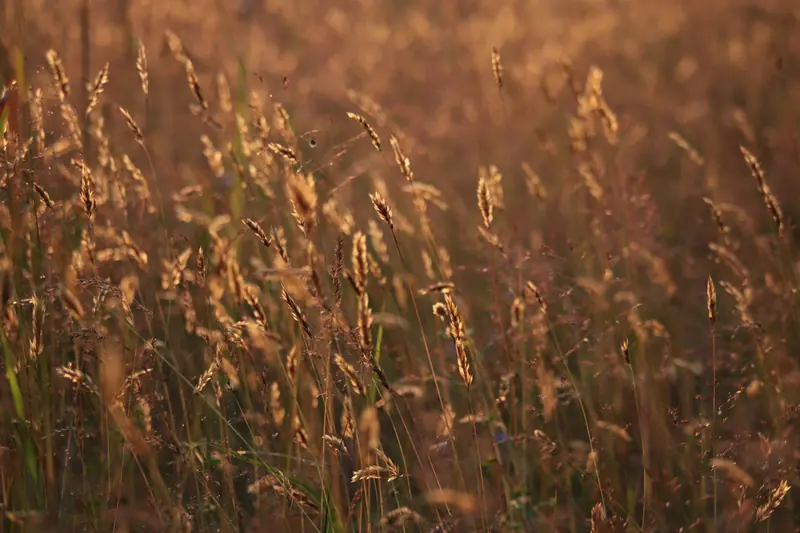 Tall wild grasses lit up by the evening sun