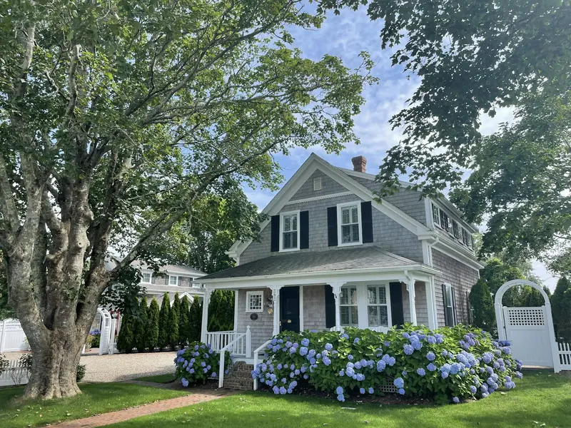 A white and gray house behind a big tree and blue hydrangeas