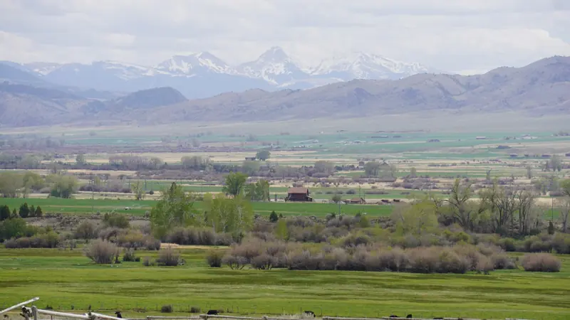 Cattle grazing in a green valley below the mountains