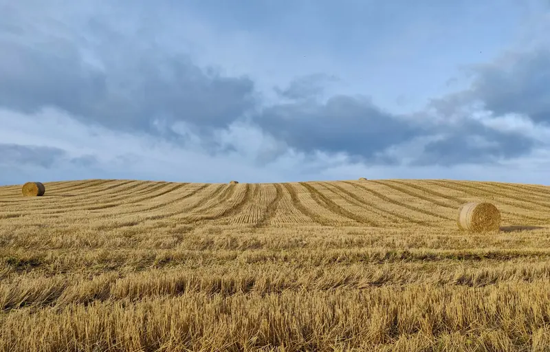 A harvested wheat field rolling under a blue sky