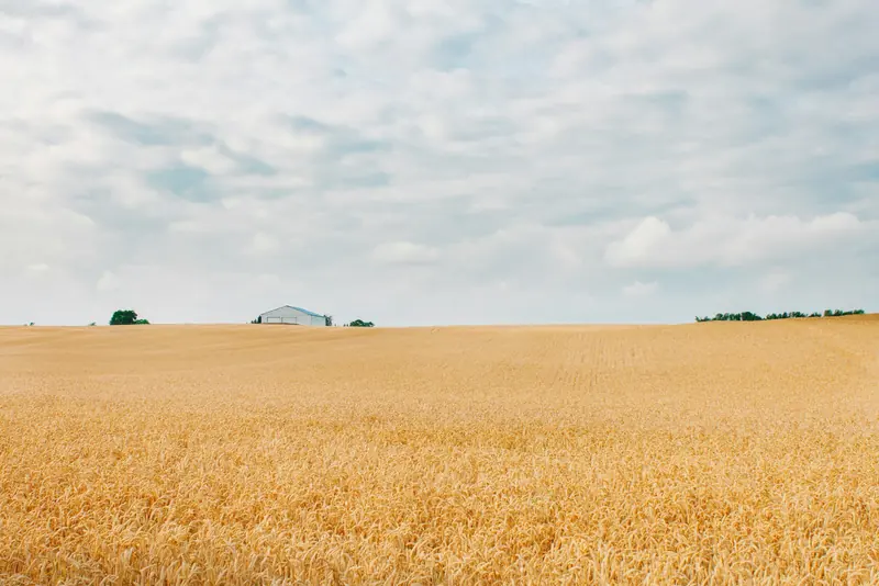 A white farmhouse at the edge of a harvested field