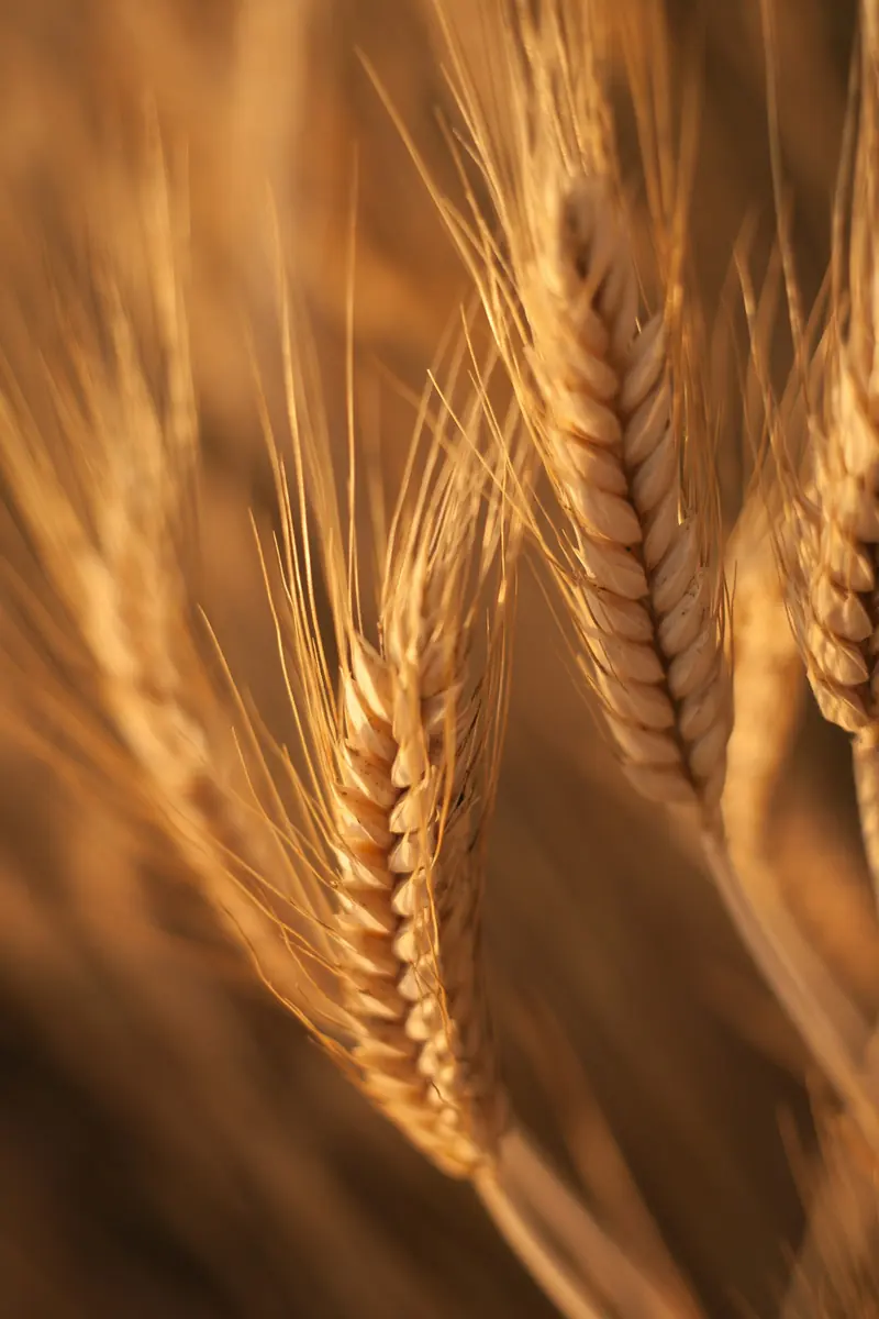 Golden wheat heads in evening light